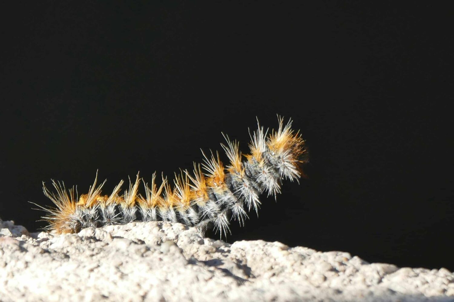 Processionary caterpillar (Eloi Smith-unsplash)