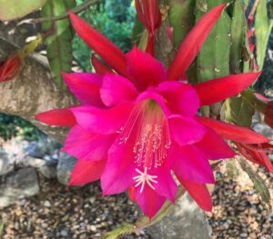 Spring Plant Fair returns to São Brás de Alportel
