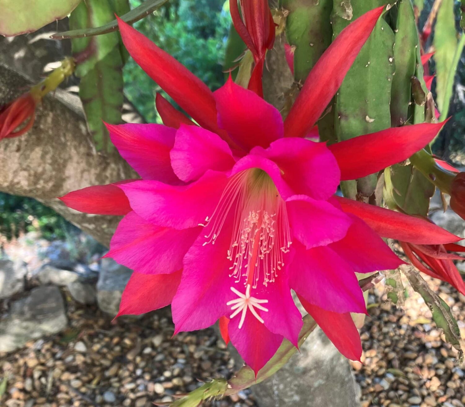 Spring Plant Fair (2)