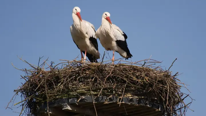 Storks nest removed for construction of Lidl supermarket now back in place
