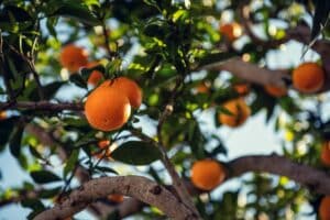 Bad weather takes toll on Algarve agriculture – but there’s a silver lining