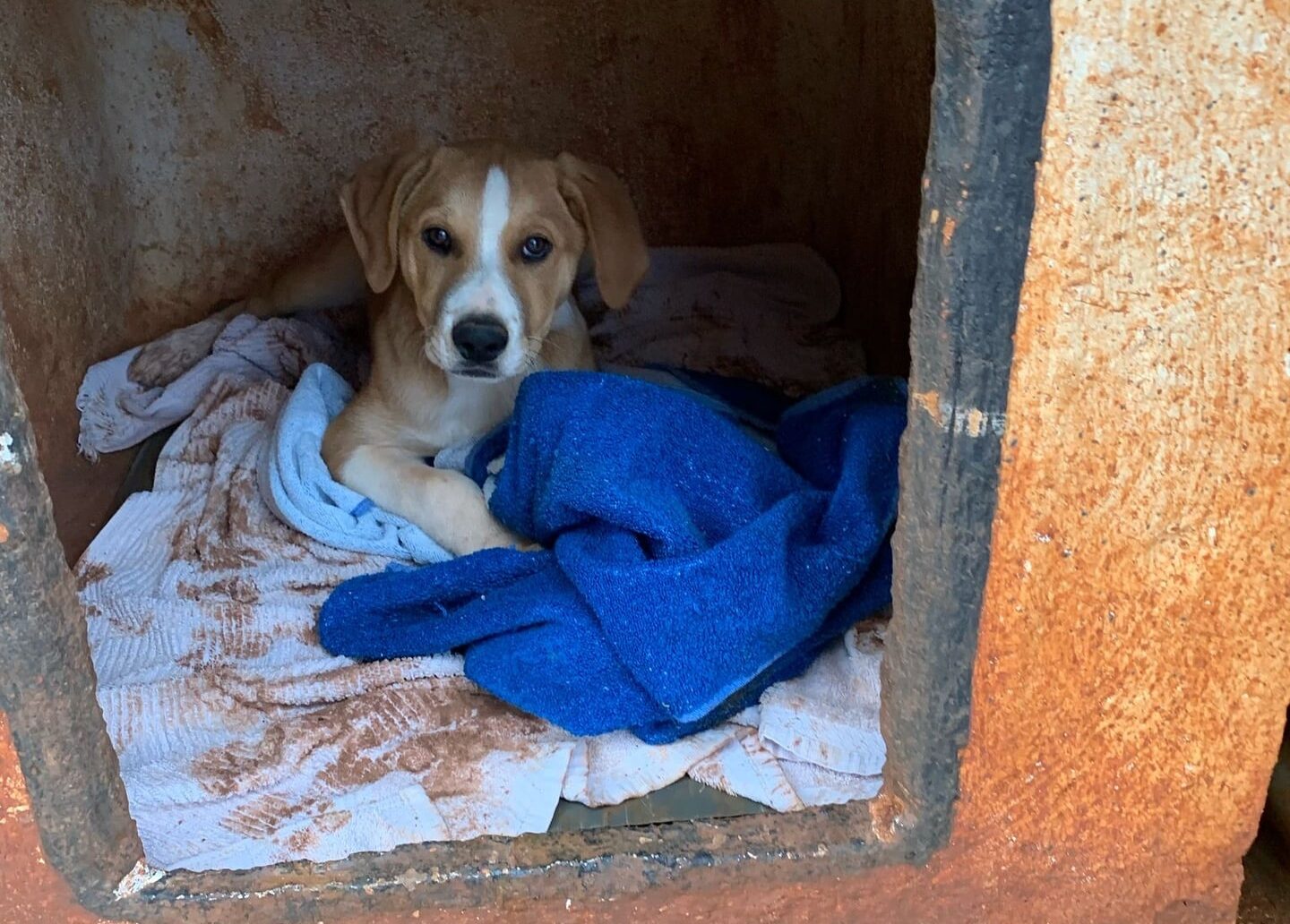 puppies and blankets2