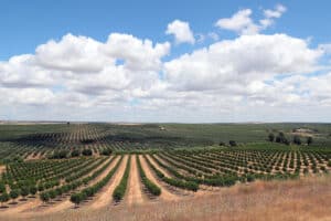 Environmentalists condemn “unchecked spread” of olive tree plantations in Alentejo