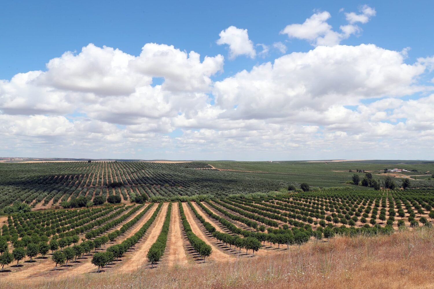 Culturas intensivas no Alqueva geram receios que agricultores dizem infundados