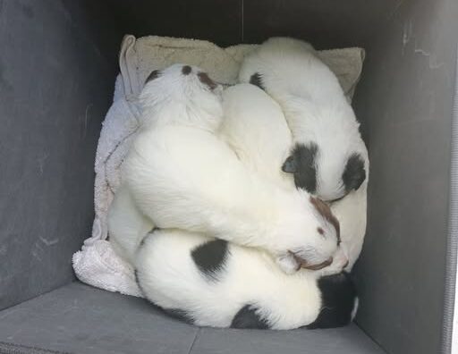 Cadela Carlota - puppies in bin