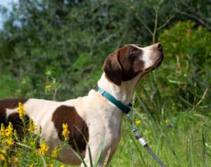 Tick season: what dog owners in Portugal need to know