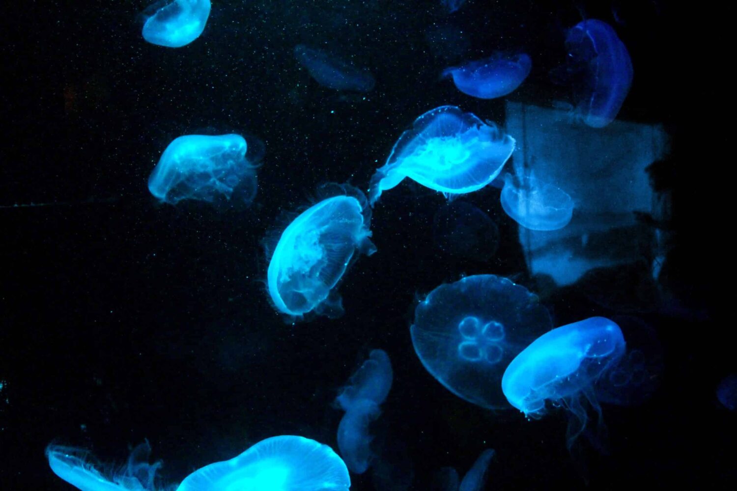 Deep sea (Ned-daniels-unsplash)