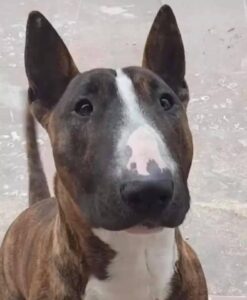 (No) justice for Smoky: Outrage as man found guilty of killing pet dog walks free