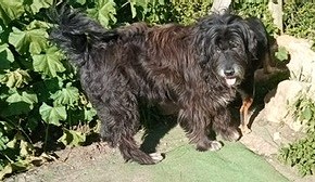 'Ticu' - Black Water Dog