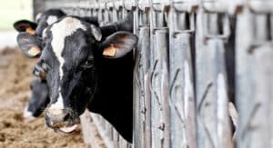 Dairy sector claims power outage cost producers “at least €3 million”