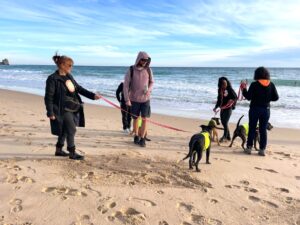 Paws for a cause 