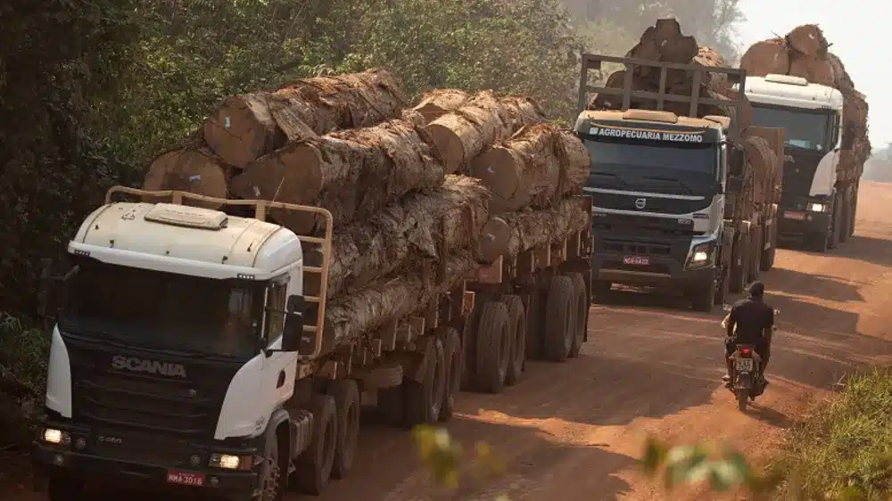 Portuguese firms among illegal timber importers from Brazil