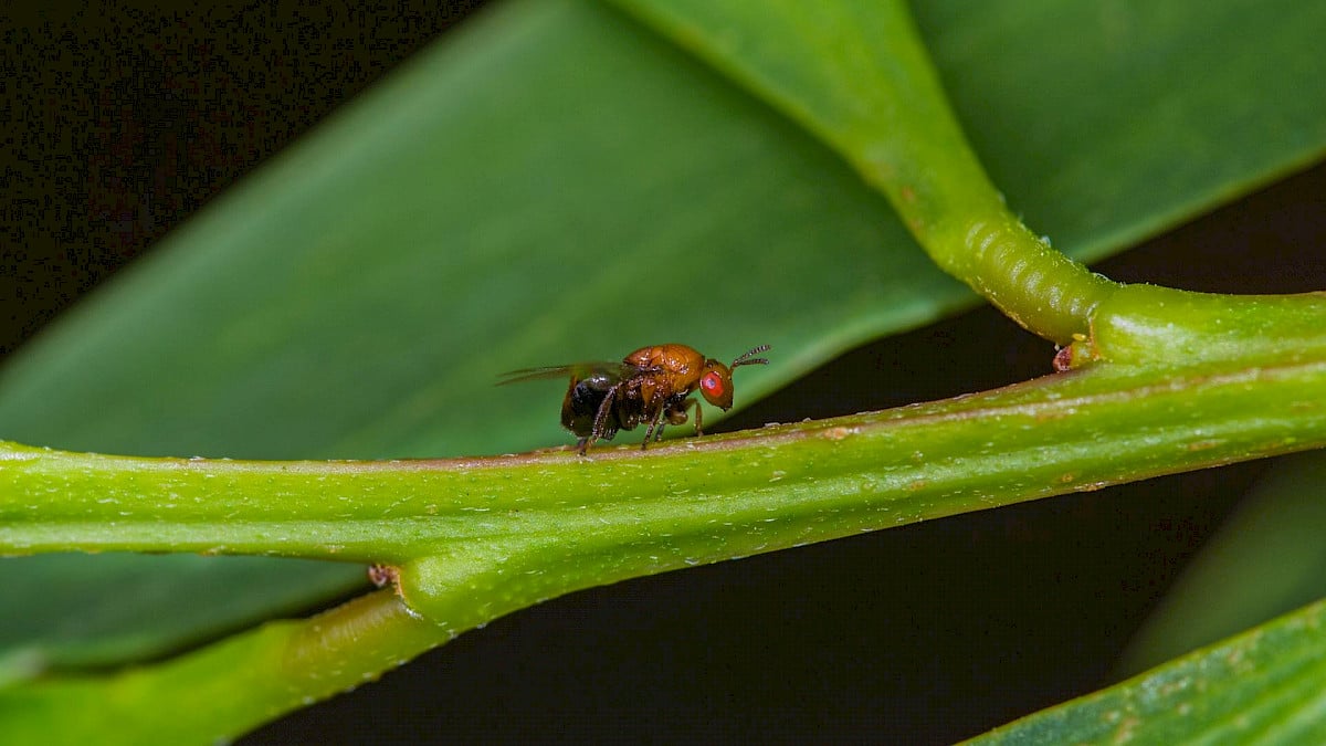The little Australian wasp who may hold the answer to Portugal's rampant acacia spread