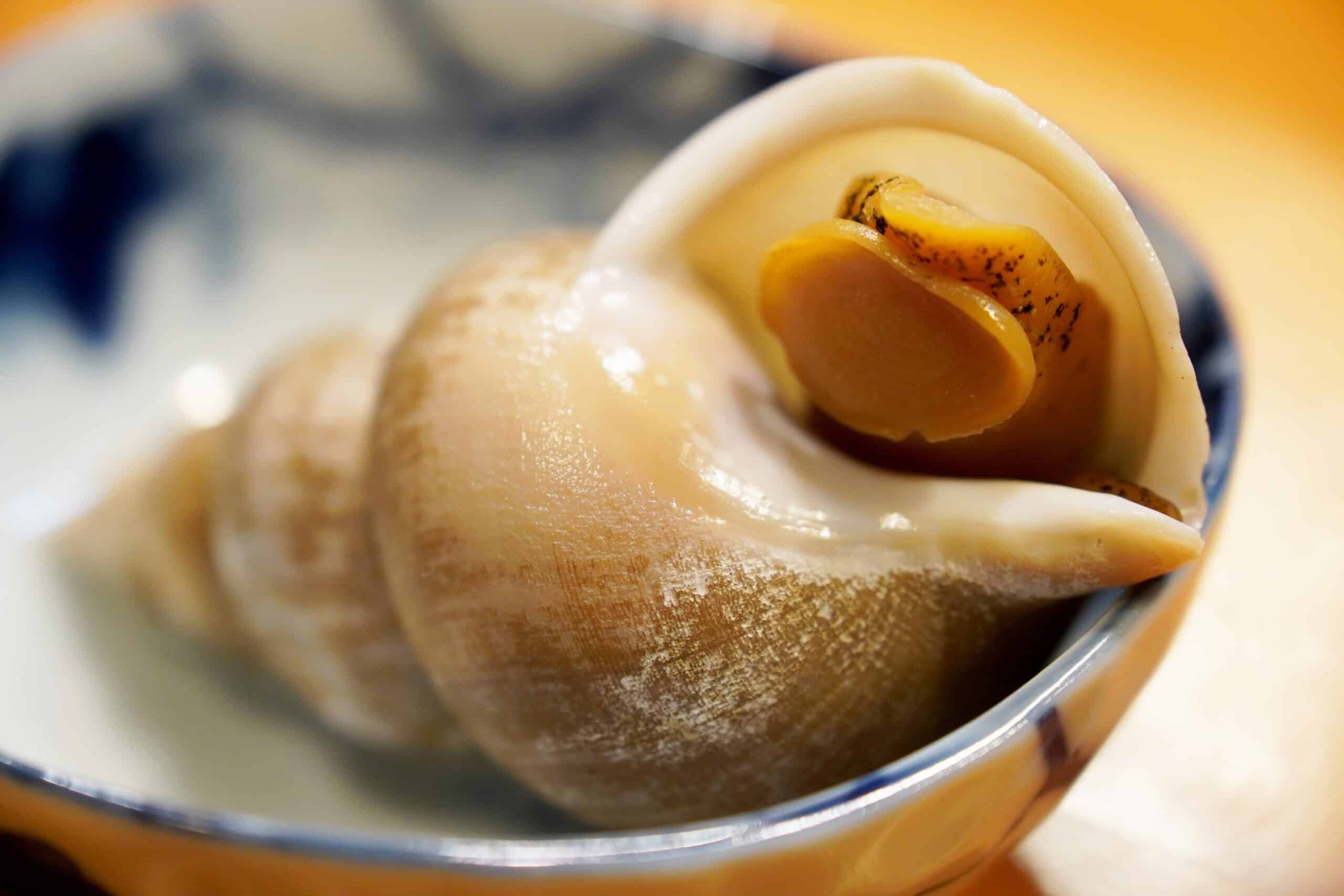 Sea snails carrying dangerous toxin found in Algarve waters
