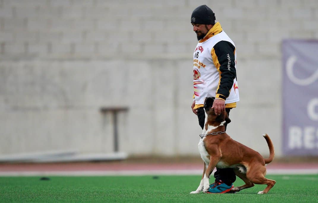 Iron Dog Algarve to host free Dog Training Masterclass in Quarteira