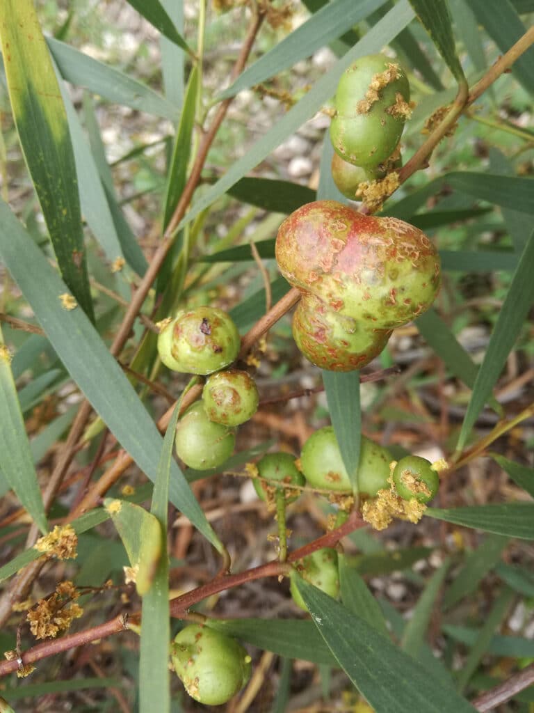 Acacia gall wasp