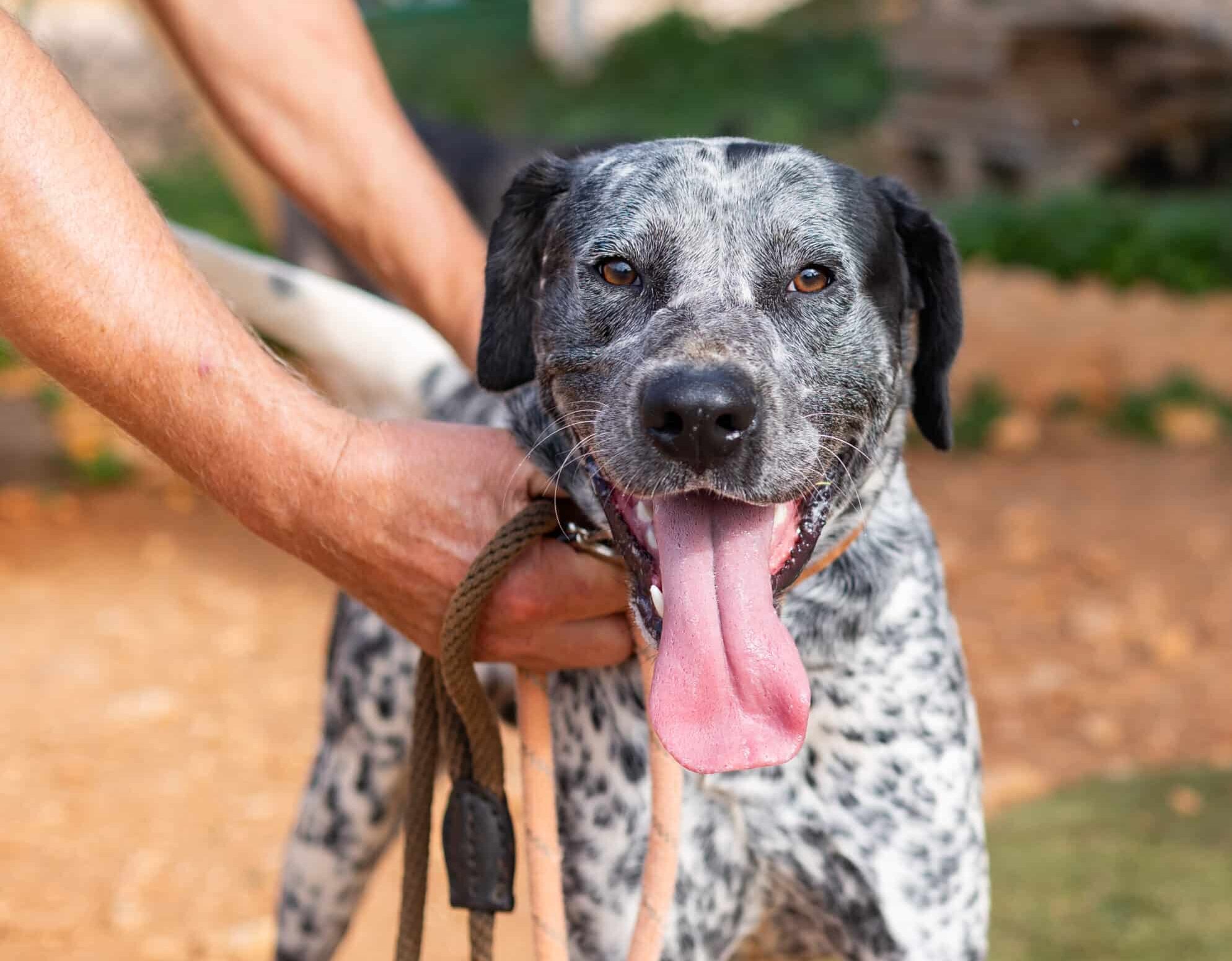 Bailey has a lot of energy and would love a space to run 2