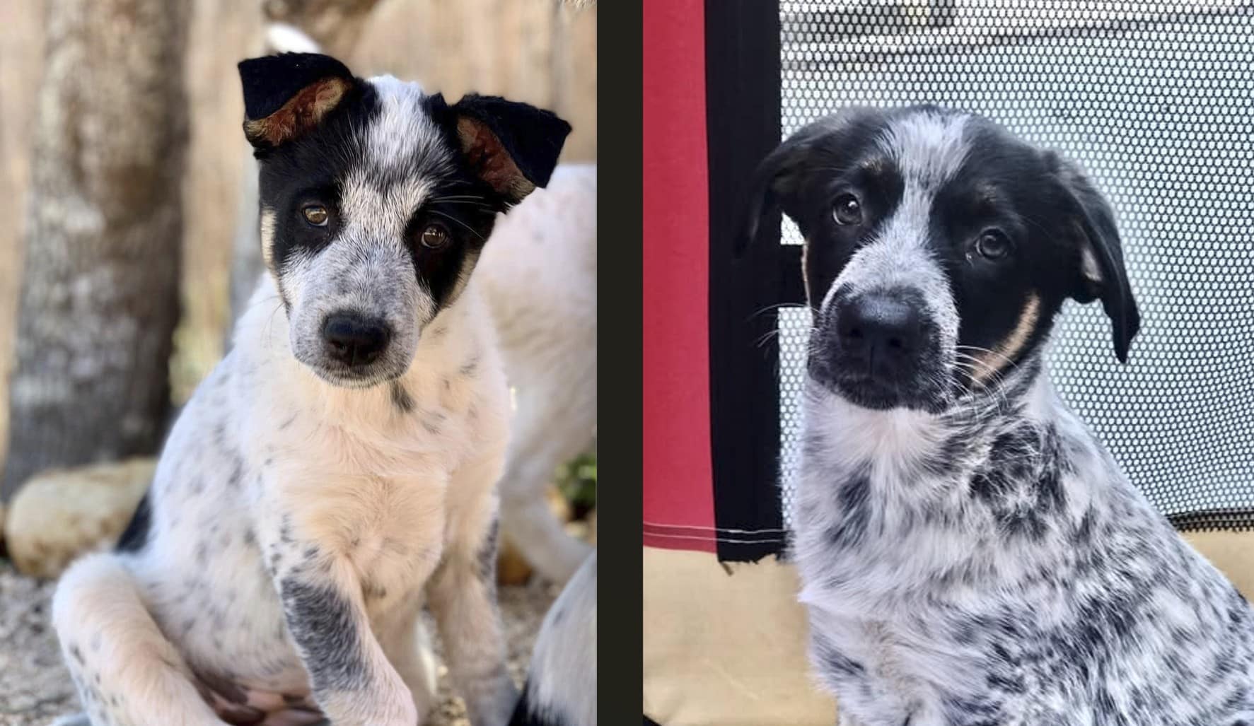 Becca (left) and Bear, 2 months old, were rescued from the trash