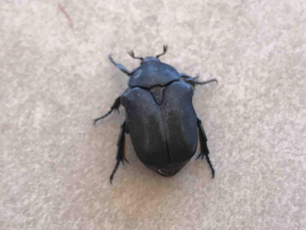 Beetle PIC