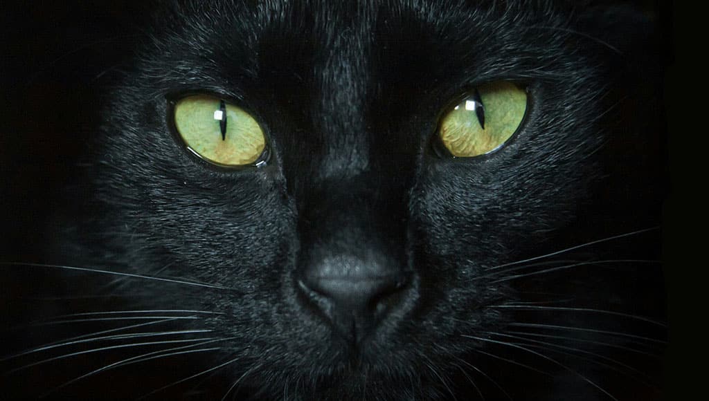 Black Cat (Adel-grober-unsplash)
