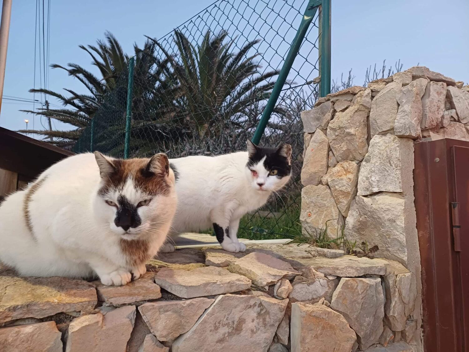 Campi and his 'bodyguard' before being rescued