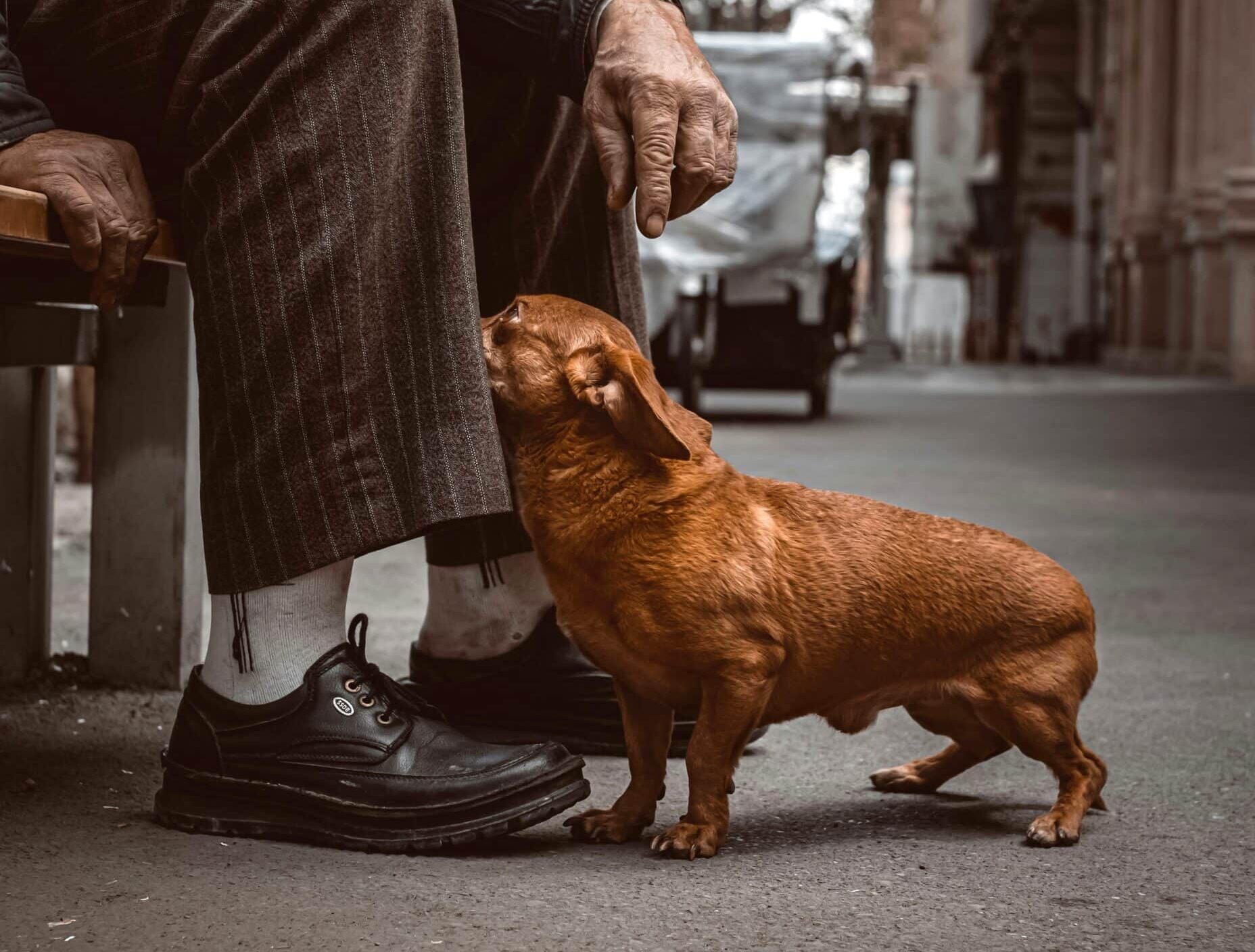 Dog and owners (Omid Armin-unsplash)