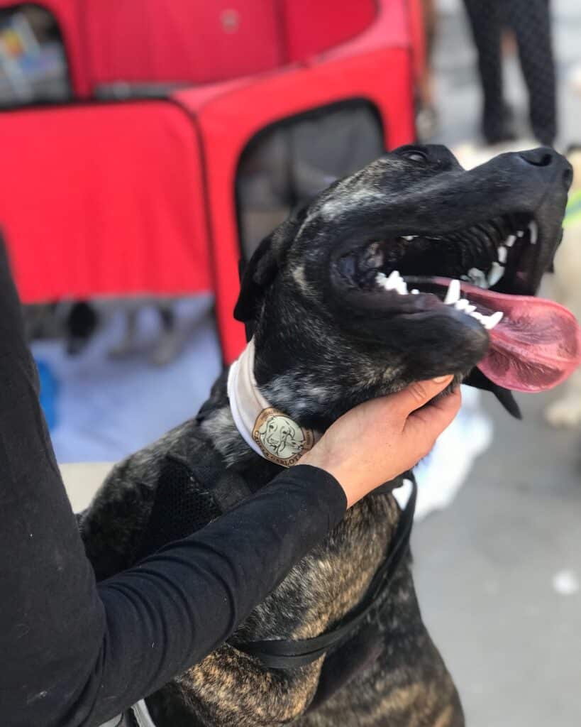 Eden, 1 year old and available for adoption