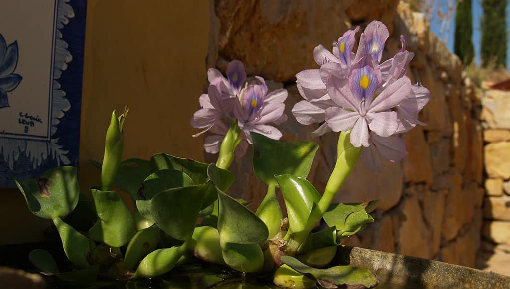 Eichornia crassipes water hyacinth flowering