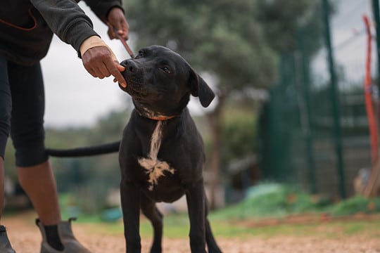 Ellen is strong, sweet and affectionate