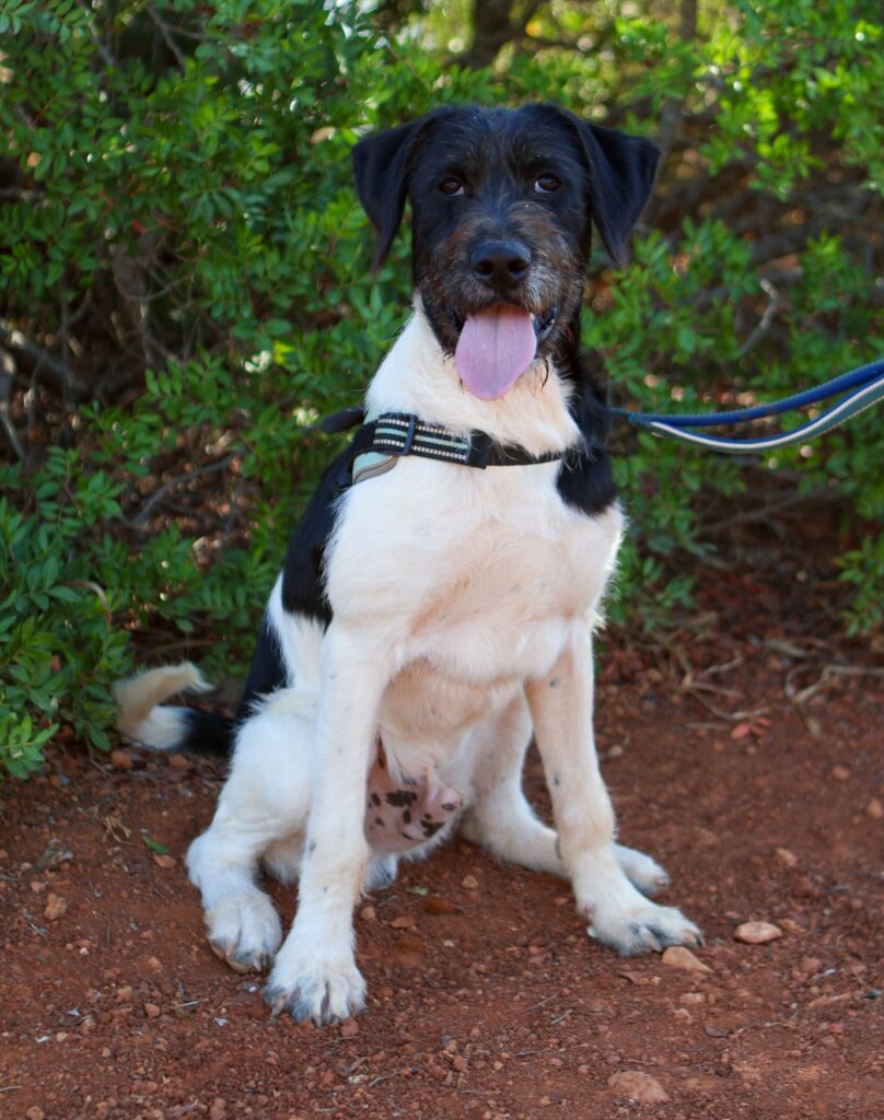 Hardy is a little shy but very affectionate 2