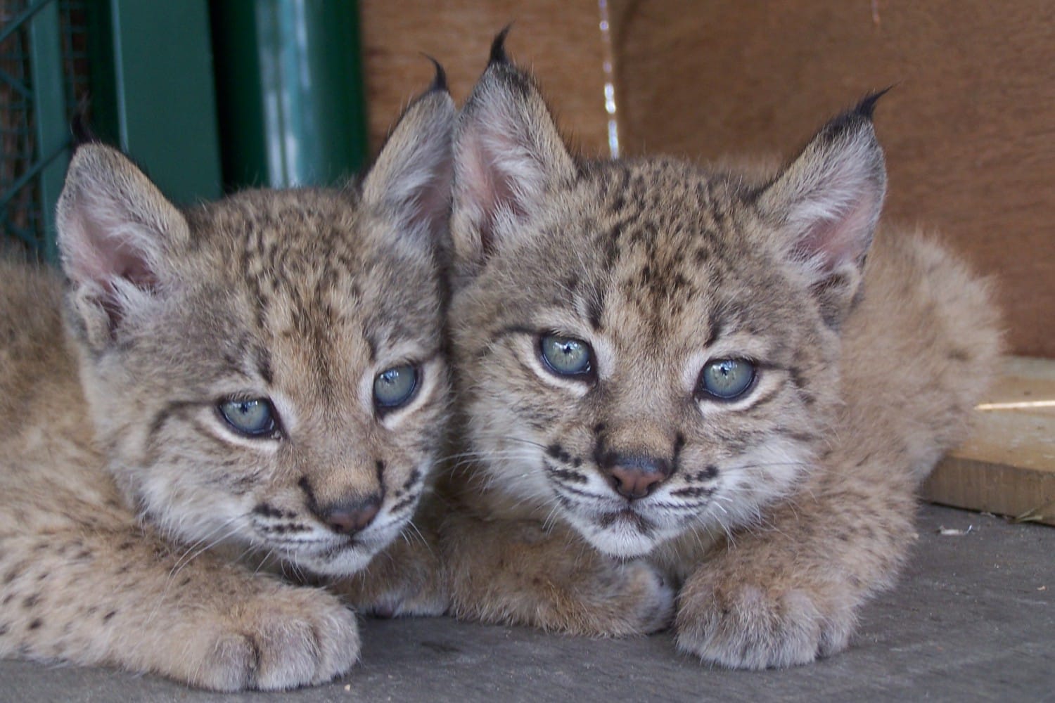 Iberian lynx still endangered despite “spectacular growth”