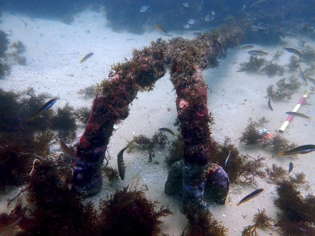 MUCH Lagos Anchor P8031963