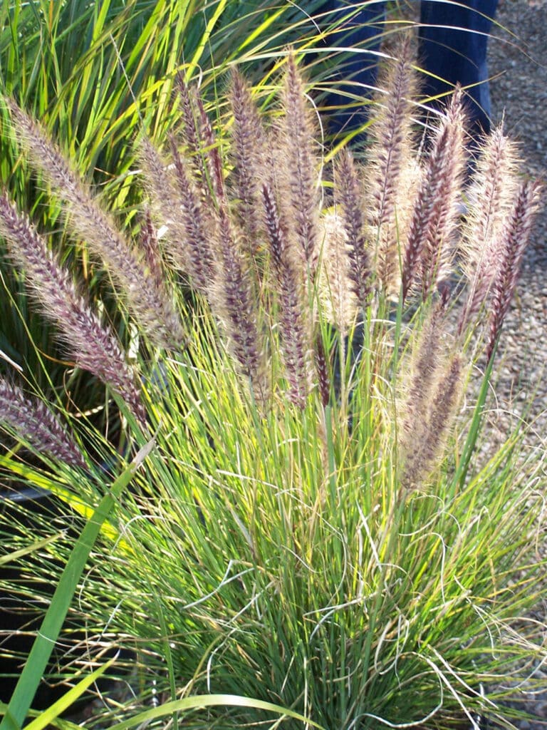Pennisetum setaceum