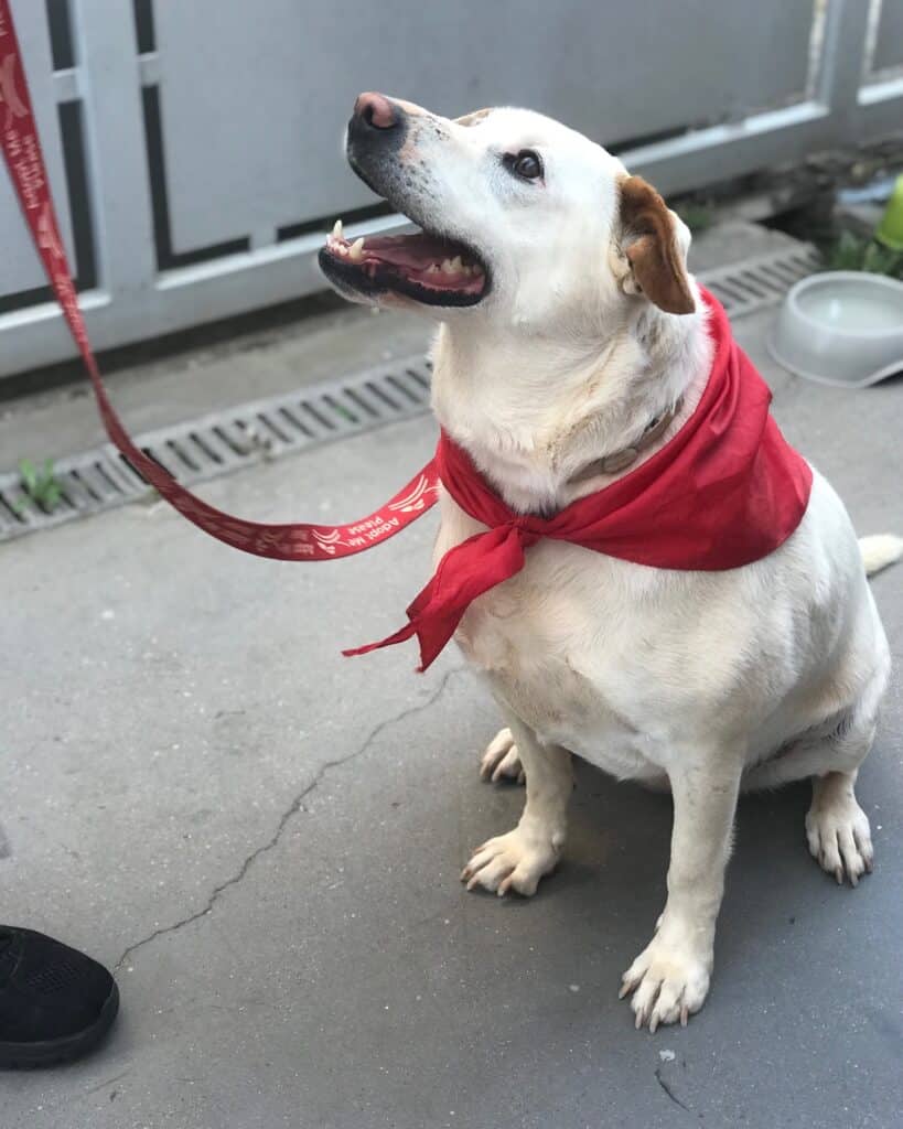 Princesa, 5 years old and full of zest for life