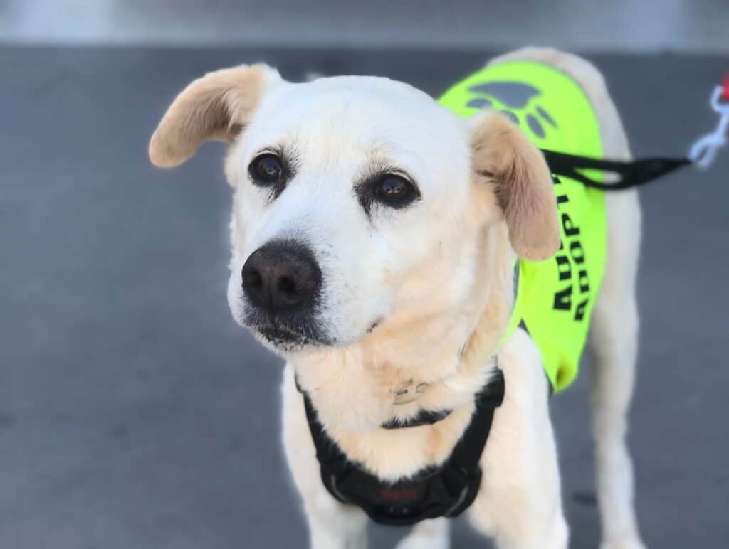 Ricky is 5 years old, is great in the car and on walks_