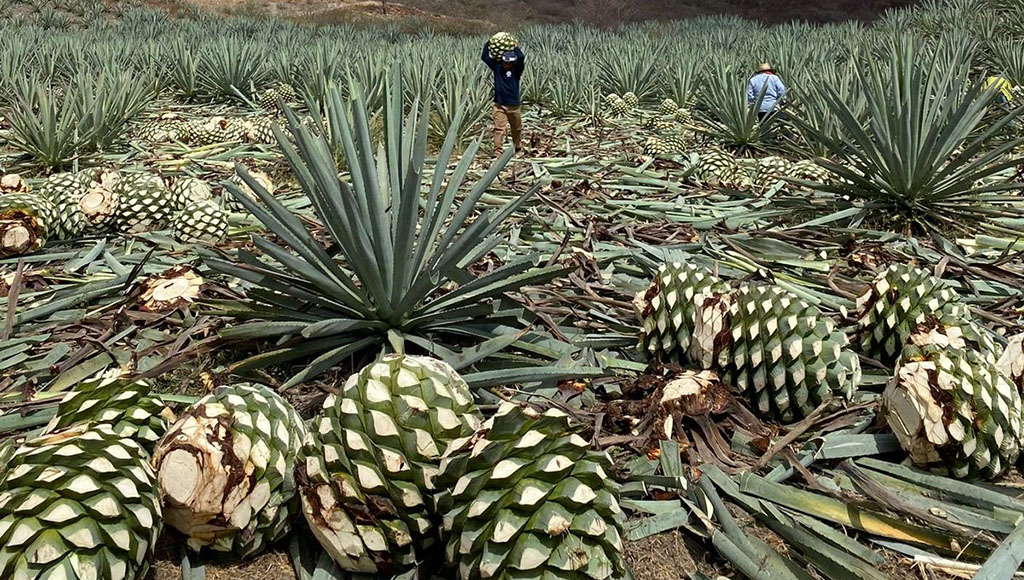 Wild agave plantations