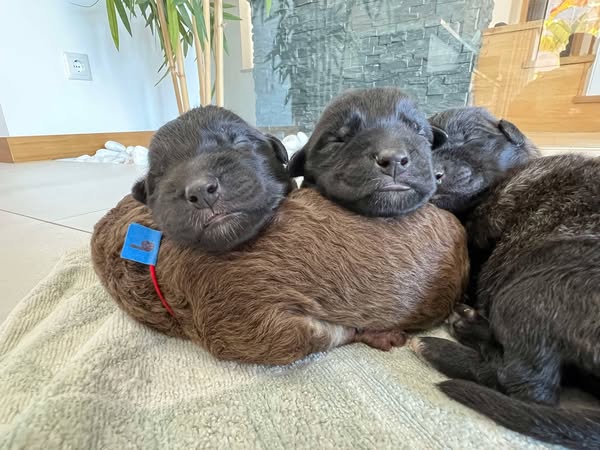 Puppies handed in to the Lagos charity shop - Cadela Carlota
