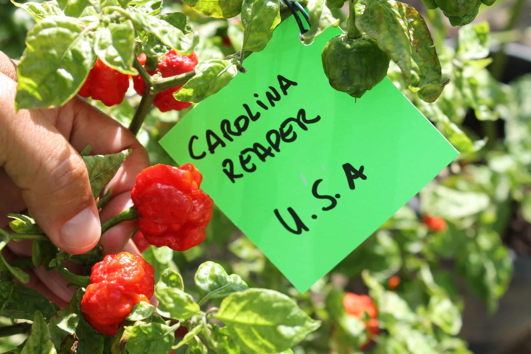 Feeling brave? Piri-Piri Festival returns to Guia in July