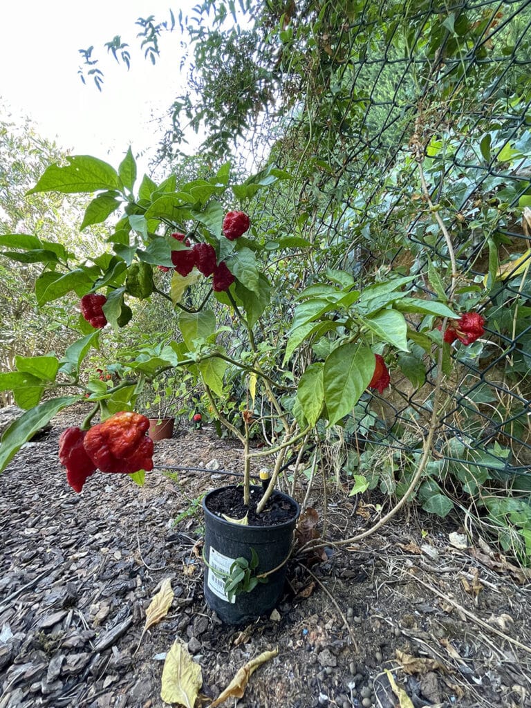 Carolina Reapers, a super spicy bunch in our garden