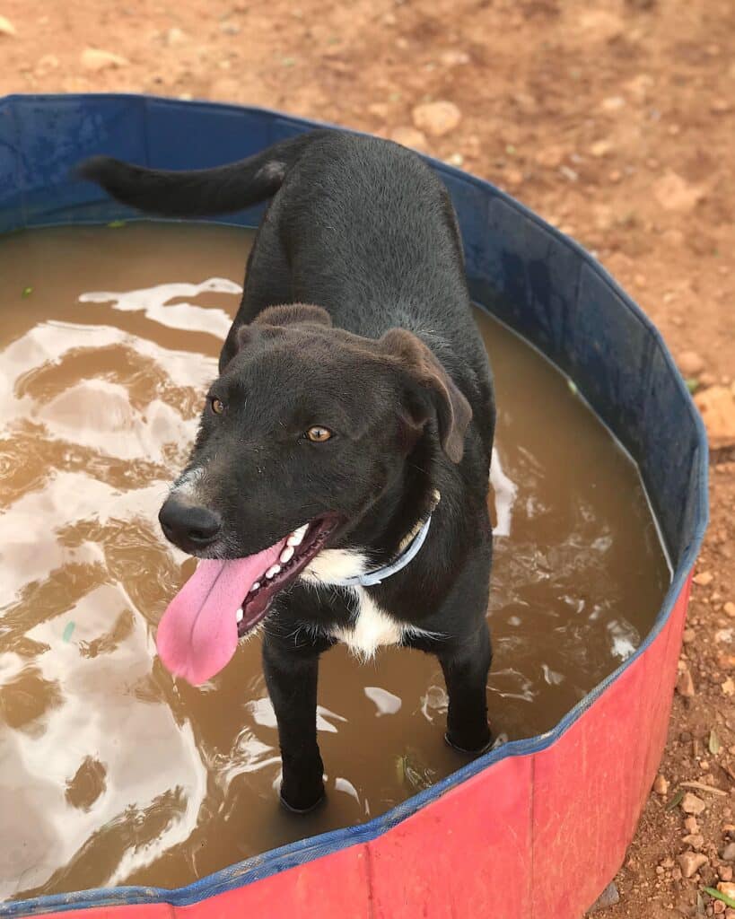 Cosmo is looking for a forever family!