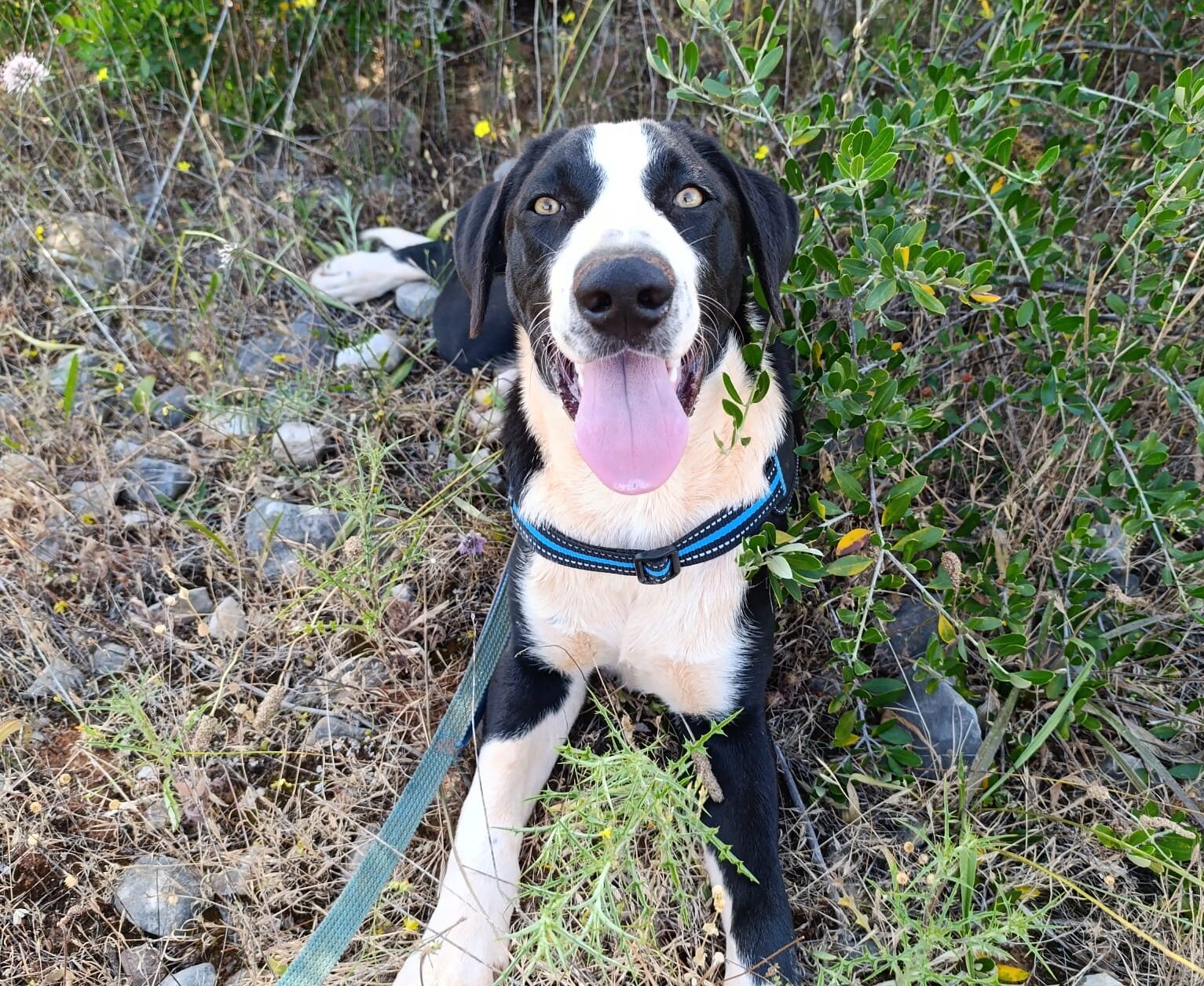 Francisco is now 6 months and available for adoption