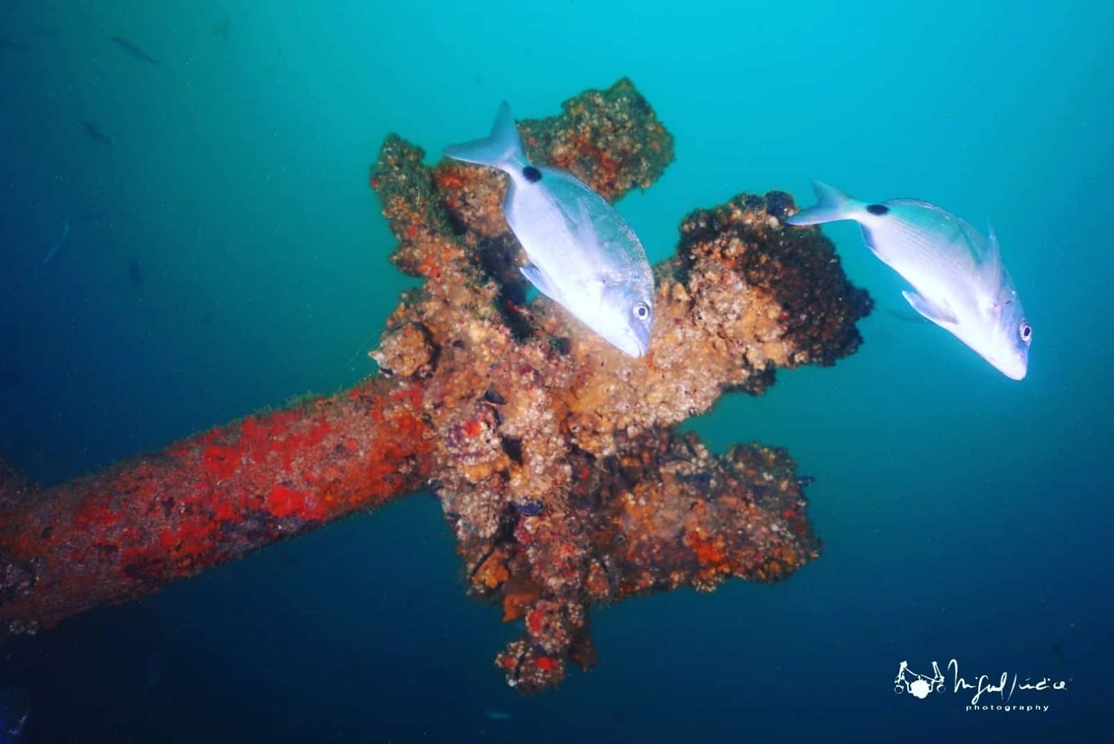 Portimão’s underwater park set for ‘Ocean Revival’