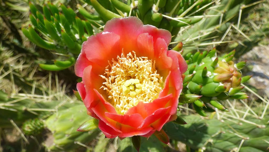 Nature’s hidden patterns