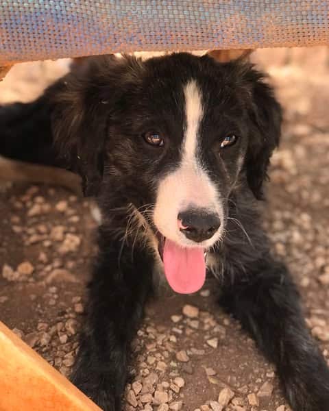 Pepper will receive care at the shelter