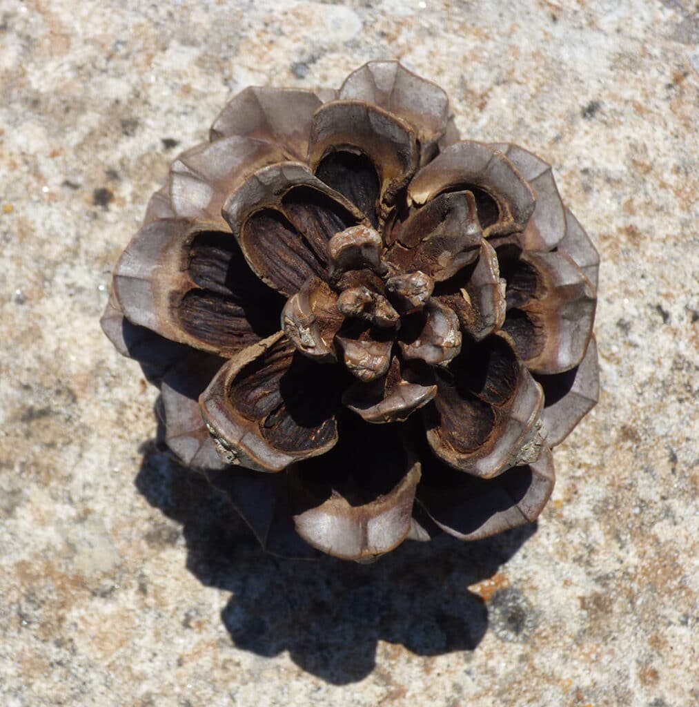 Pinecone
