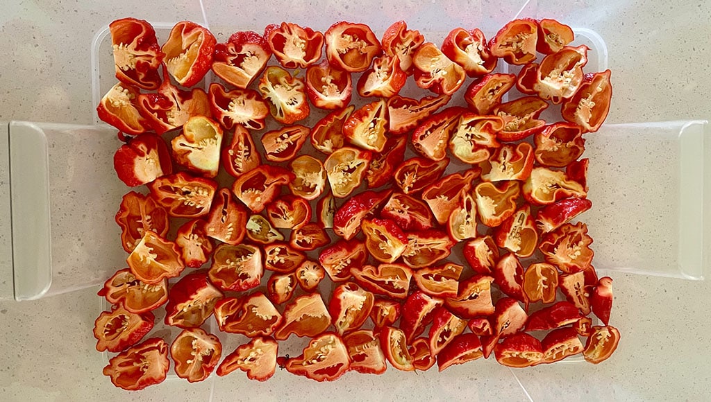 Preparing our Carolina Reaper harvest for dehydration