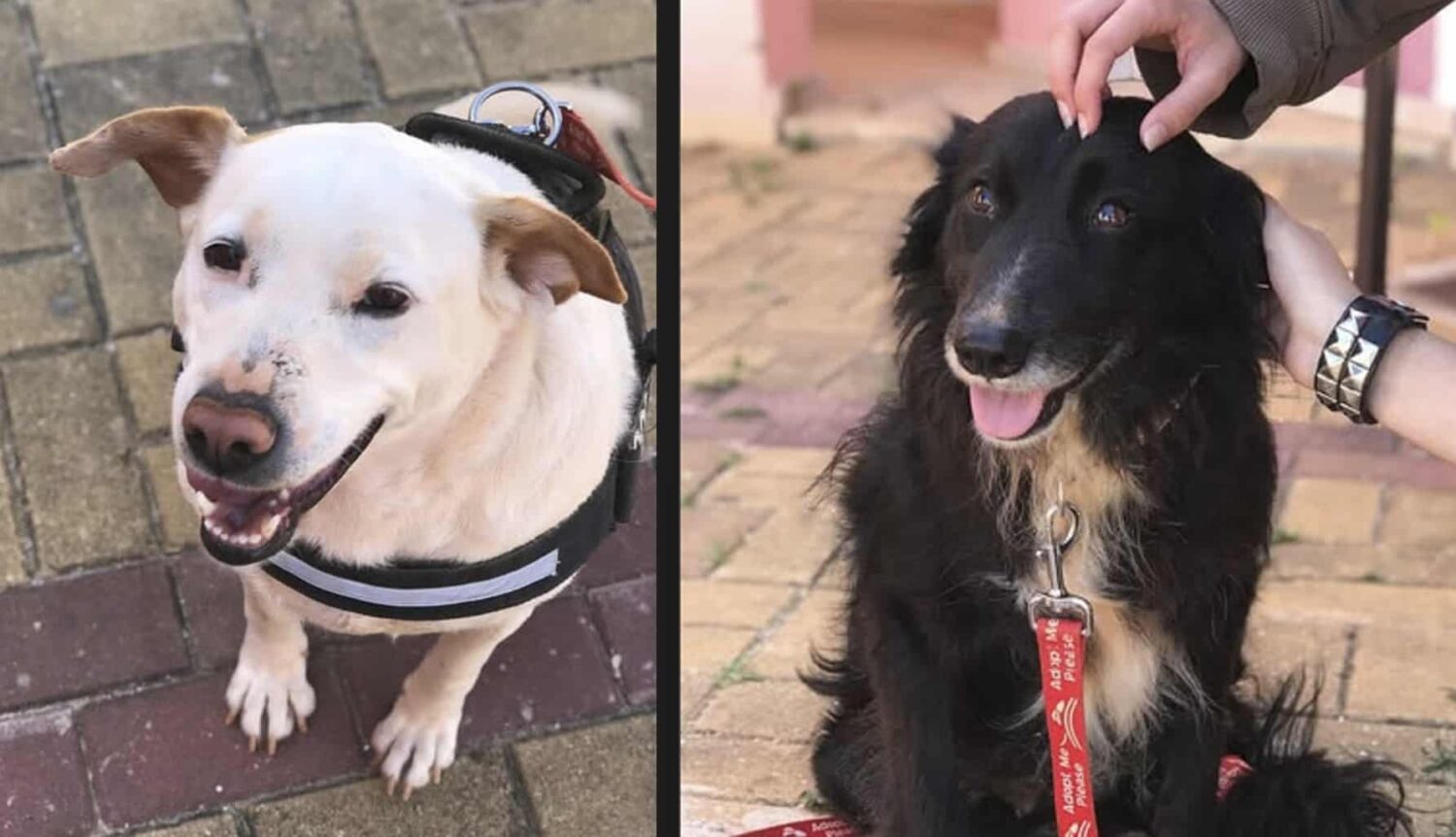 Princesa and Lana - Cadela Carlota