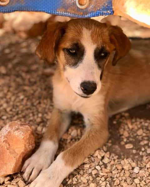 We do not know Cinnamon's story