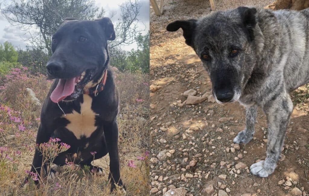 cadela carlota cuties