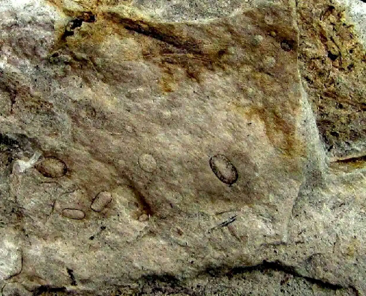 Portuguese researchers discover giant 300-million-year-old fungus spores
